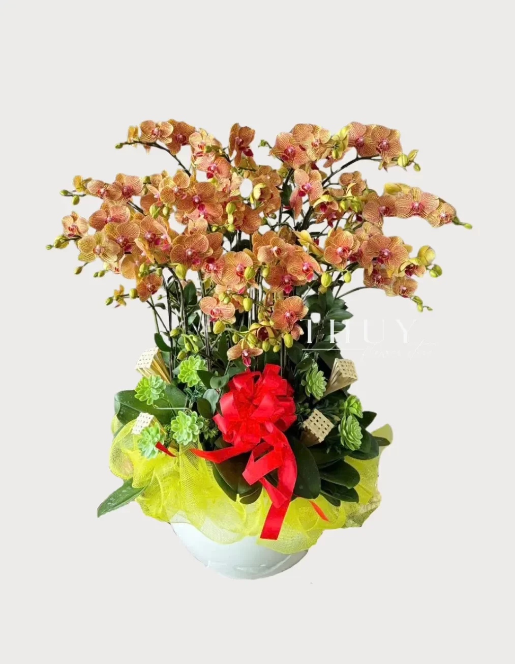 Chậu hồ điệp biếu tết màu cam