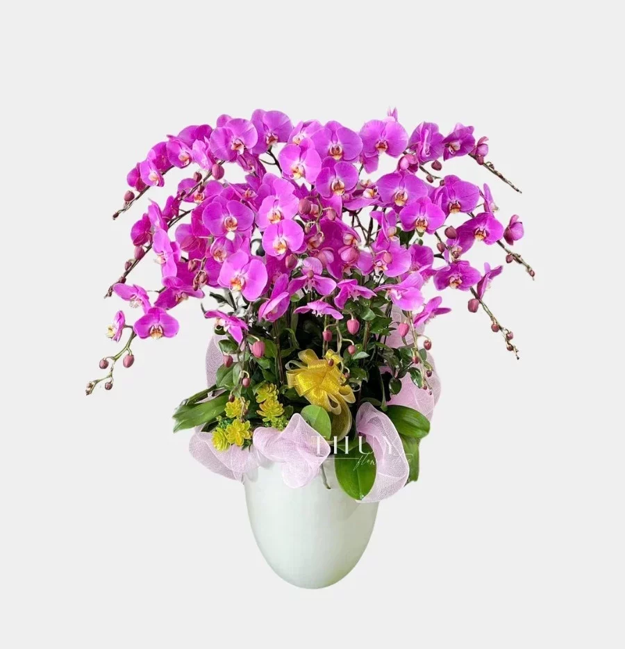 Chậu hoa lan hồ điệp tặng mẹ