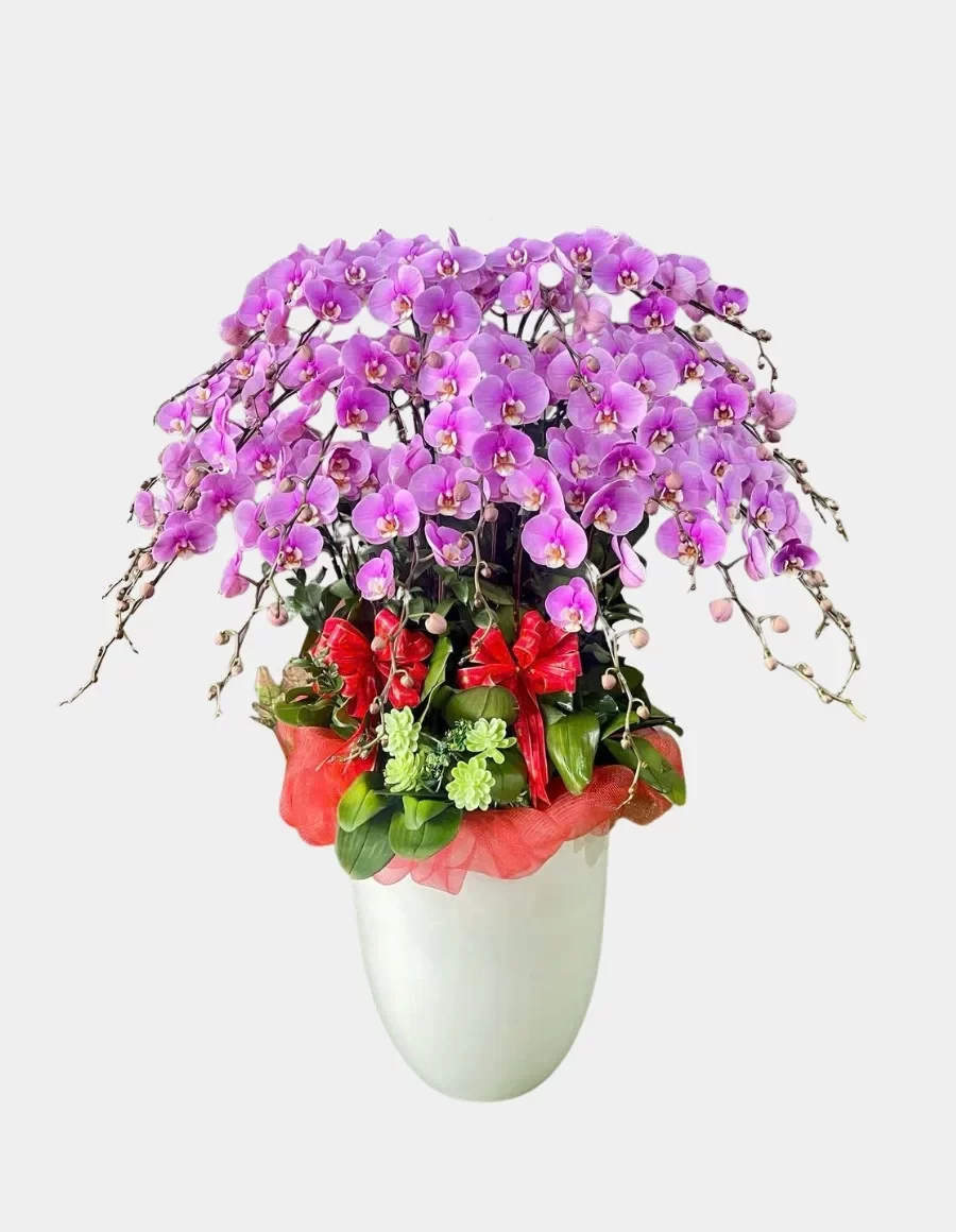 hoa lan tặng vợ