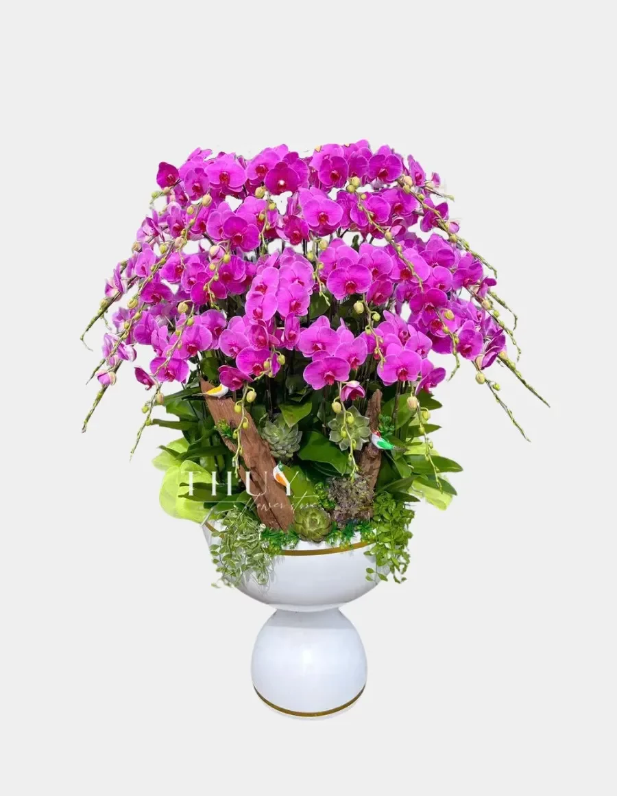 Chậu lan hồ điệp biếu tết