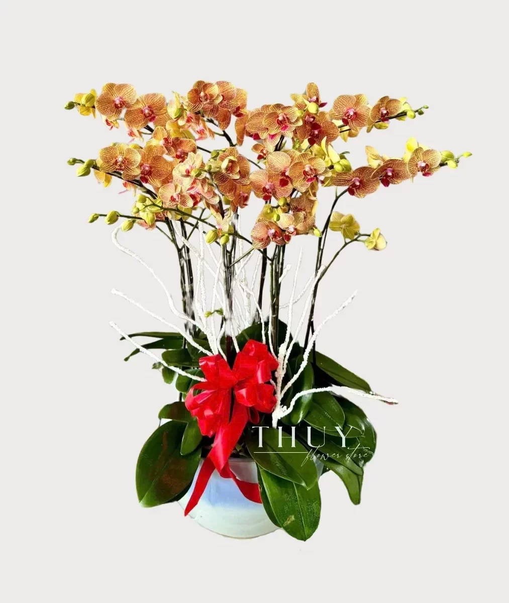 Chậu lan hồ điệp màu cam kẽ tặng sinh nhật sếp