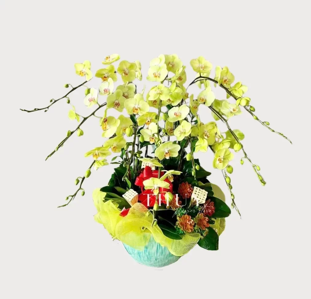 Chậu lan hồ điệp màu xanh bơ 10 cành