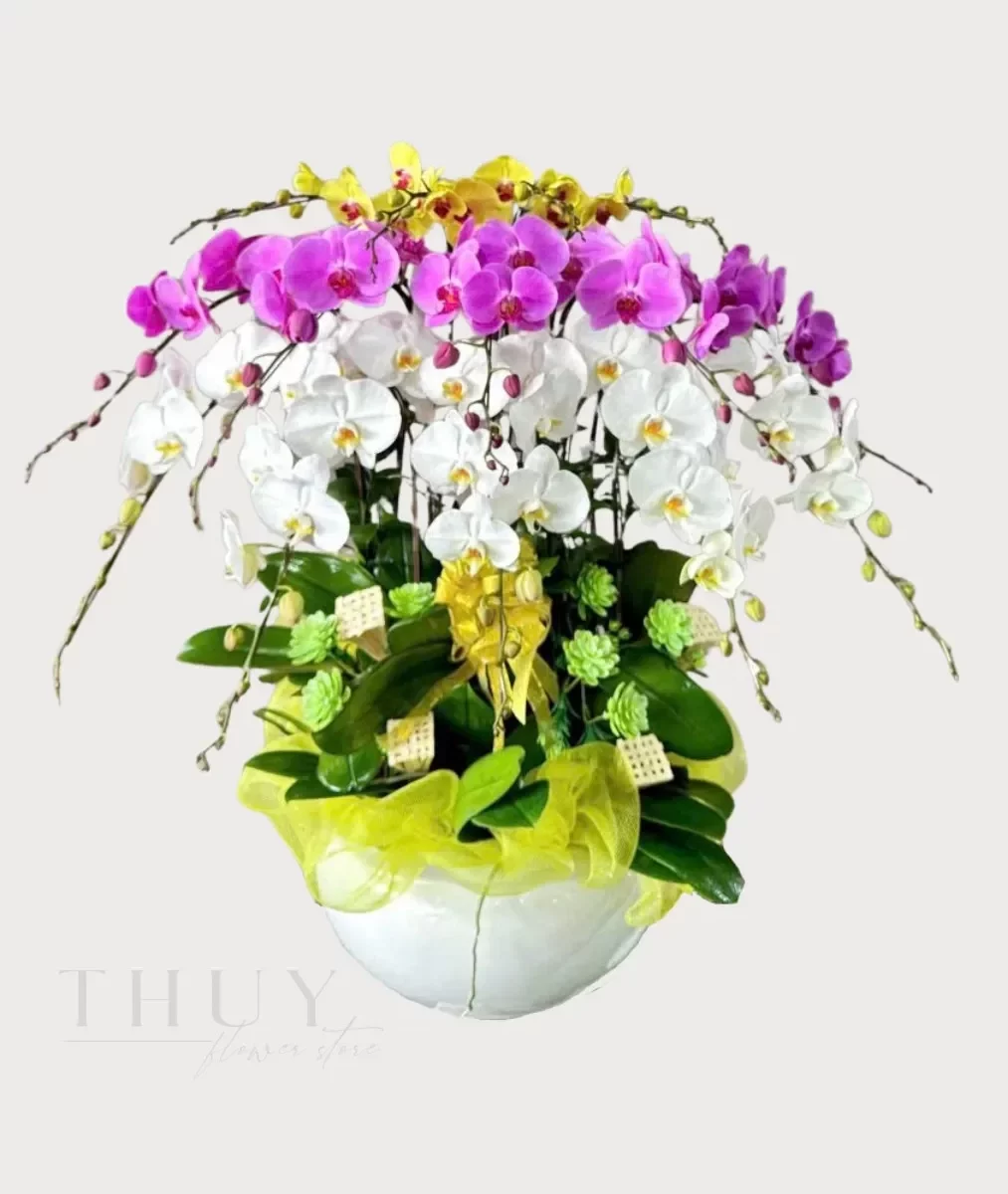 Chậu lan hồ điệp mix 3 màu tặng sinh nhật sếp