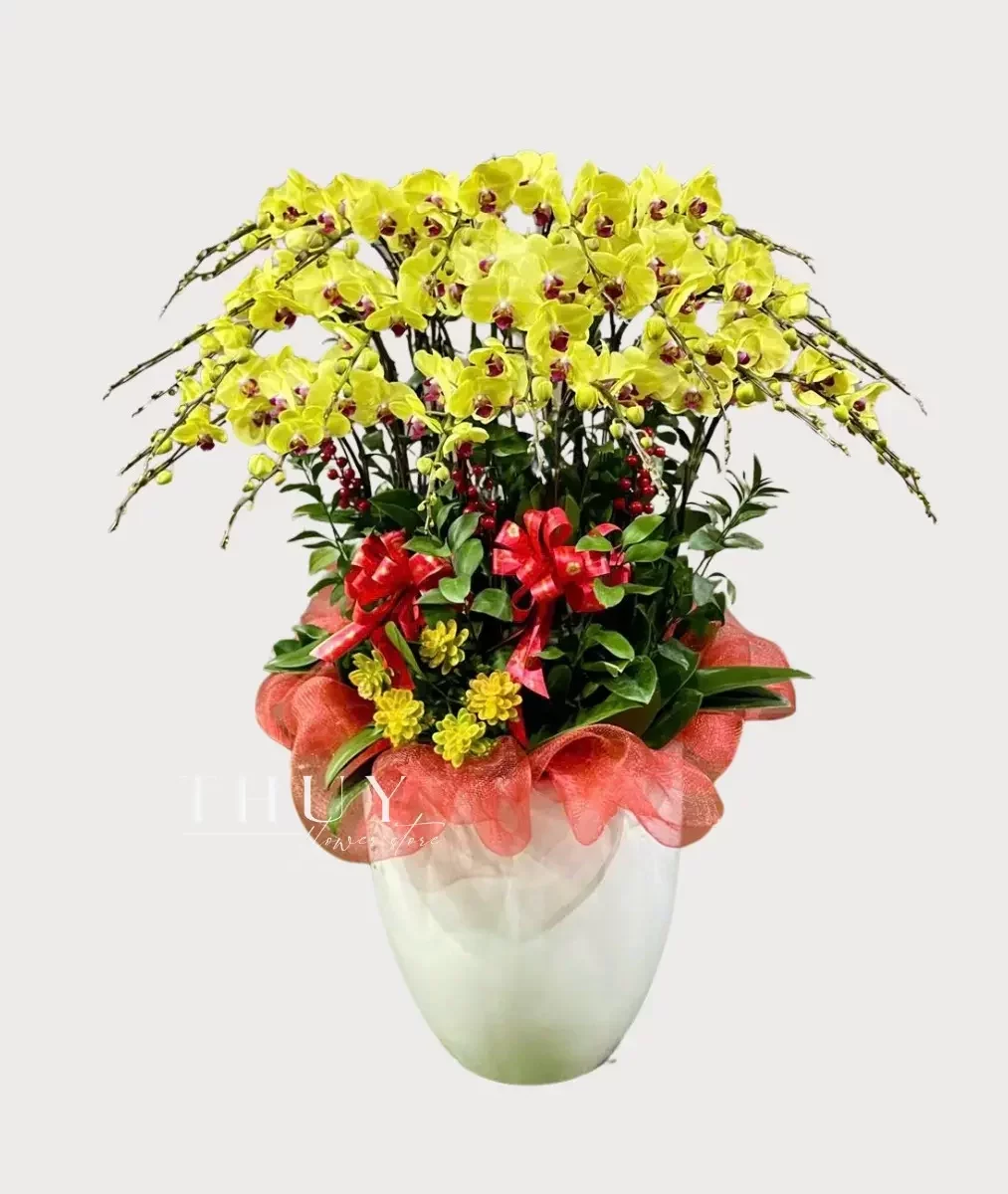 Chậu lan hồ điệp vàng 20 cành chúc tết ba mẹ