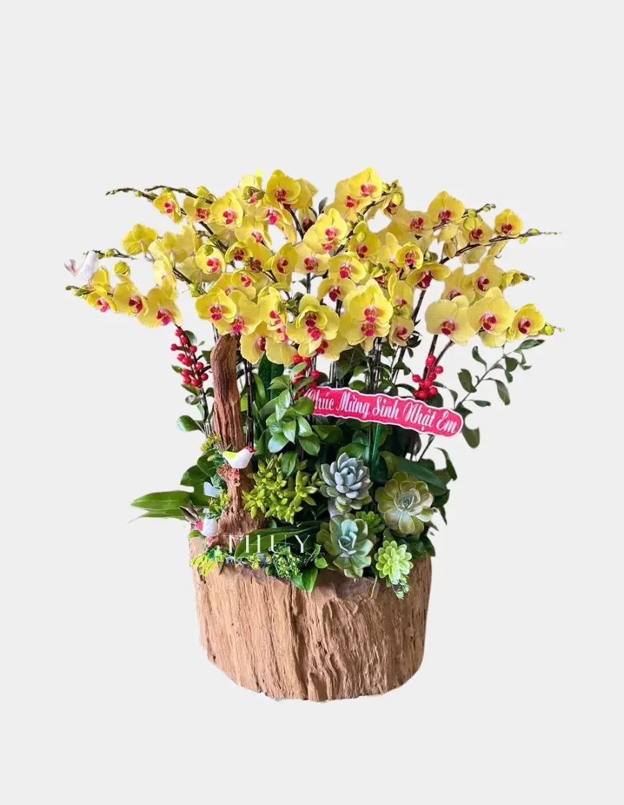Chậu lan hồ điệp vàng mix sen đá tặng sinh nhật vợ yêu