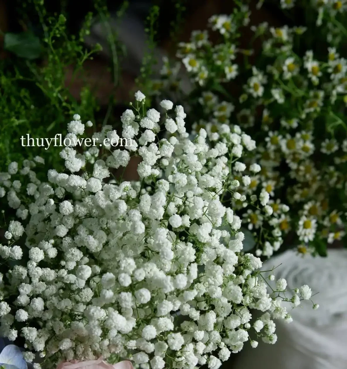 Hoa baby trắng tặng bạn bè ý nghĩa