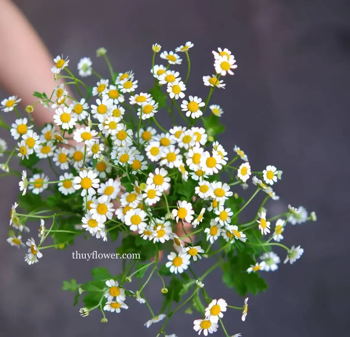Hoa cúc tana hoa tặng sinh nhật