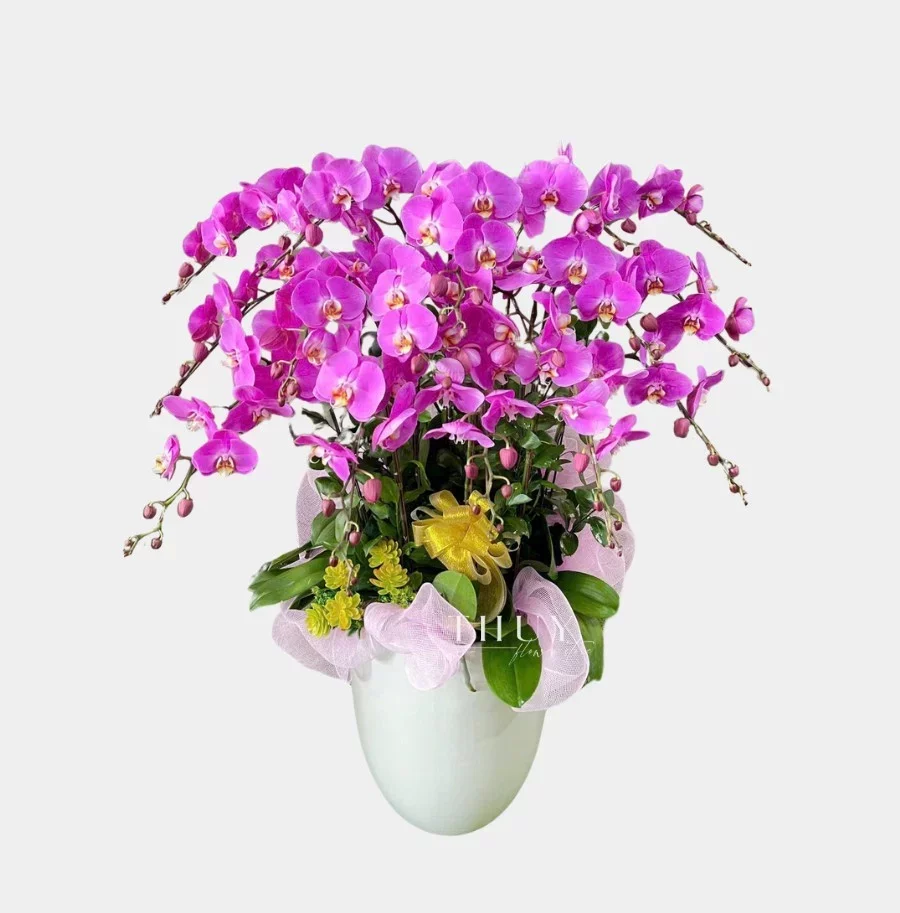 Lẵng hoa lan hồ điệp hồng tặng mẹ 20 tháng 10