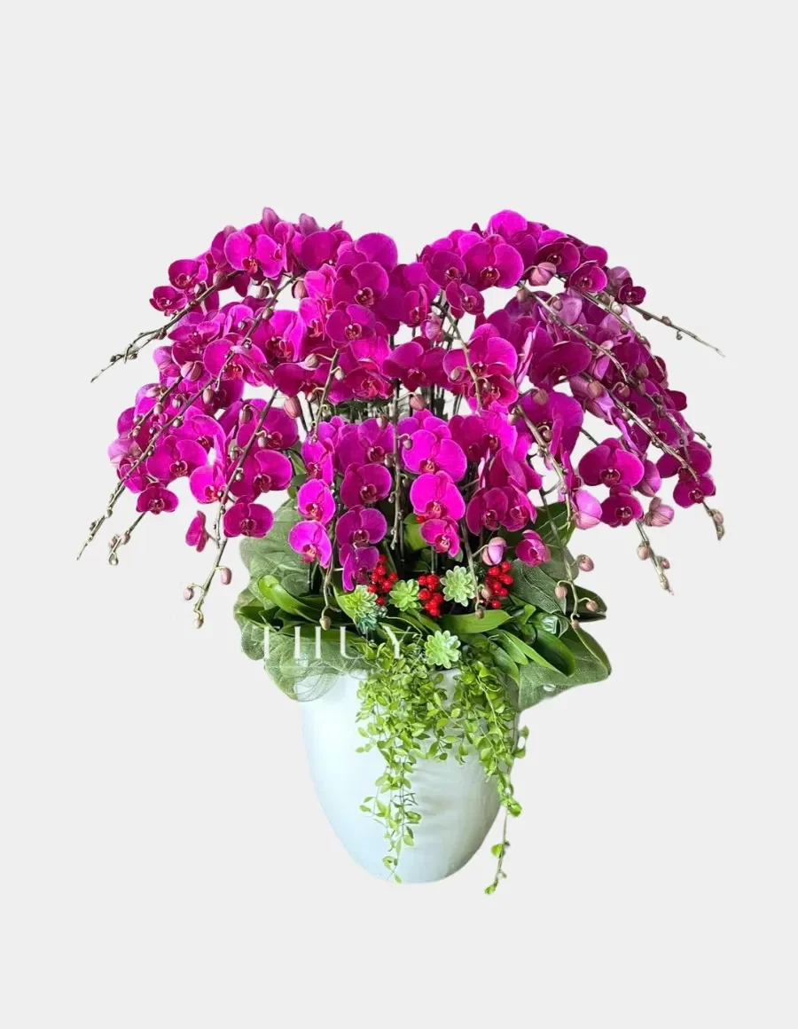 Lẵng hoa lan hồ điệp tím chưng tết