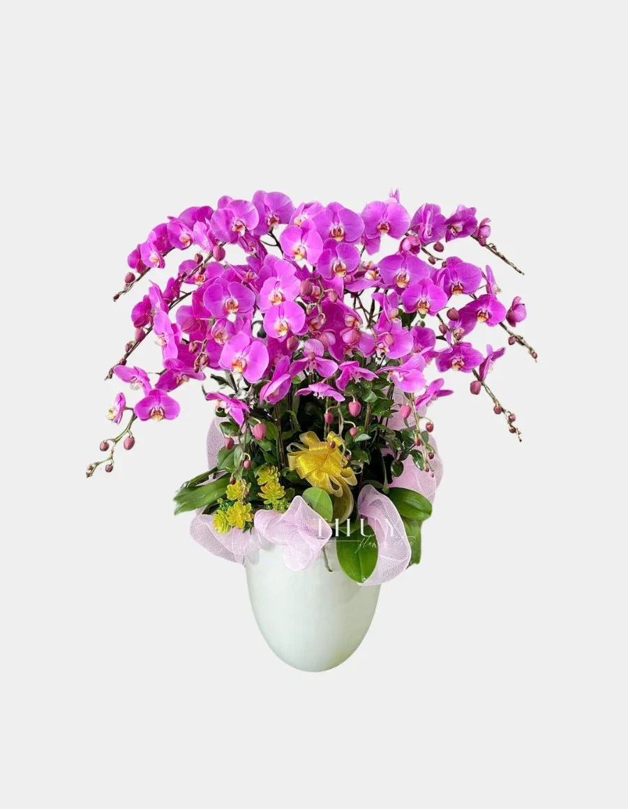 đặt Chậu hoa lan hồ điệp tặng sinh nhật sếp