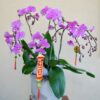 HĐ01 Chậu hoa lan hồ điệp Băng Băng